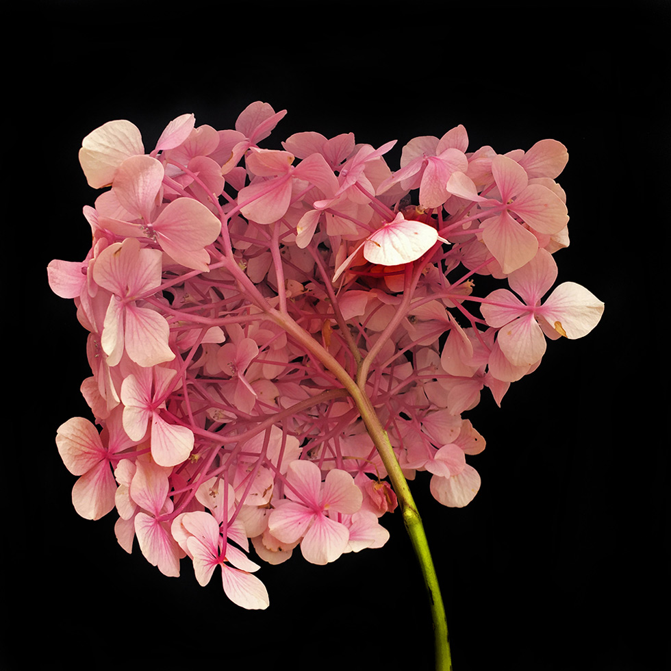 Pink Hydrangea