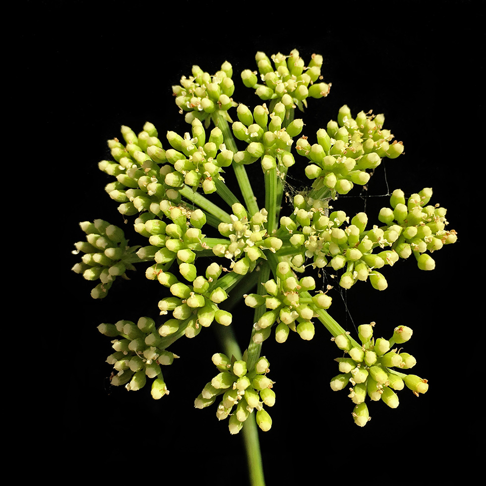 Rock Samphire
