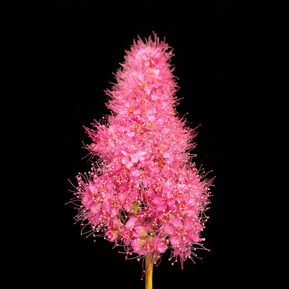 Willow Leaved Bridewort