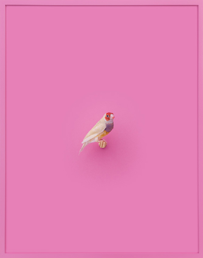 Orange-Headed Gouldian Finch (Cerise)