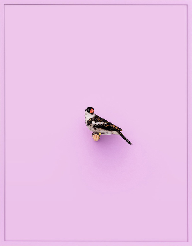 Whydah Finch (Ray of Peace)