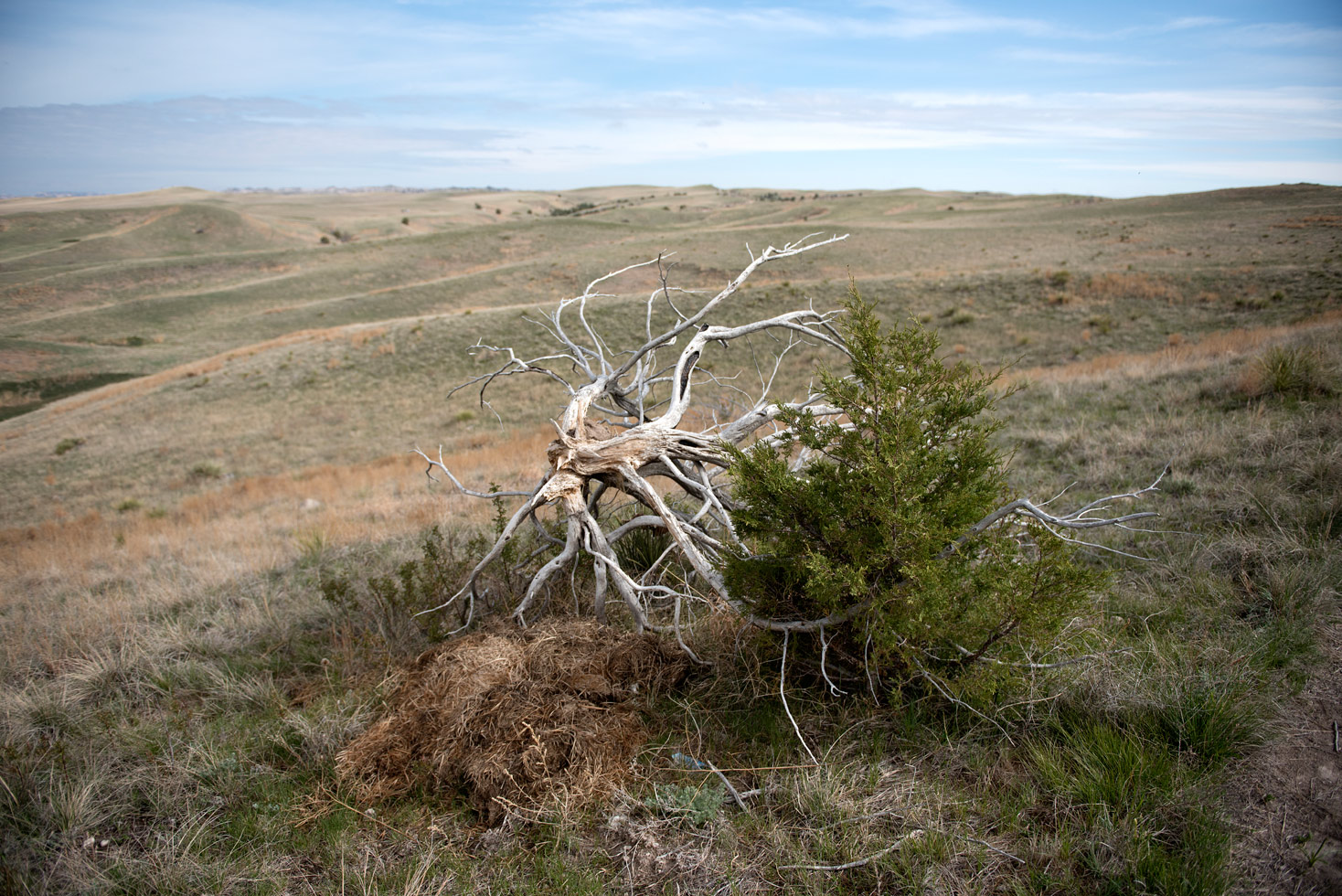 From the series: Gudrun Georges: Pine Ridge