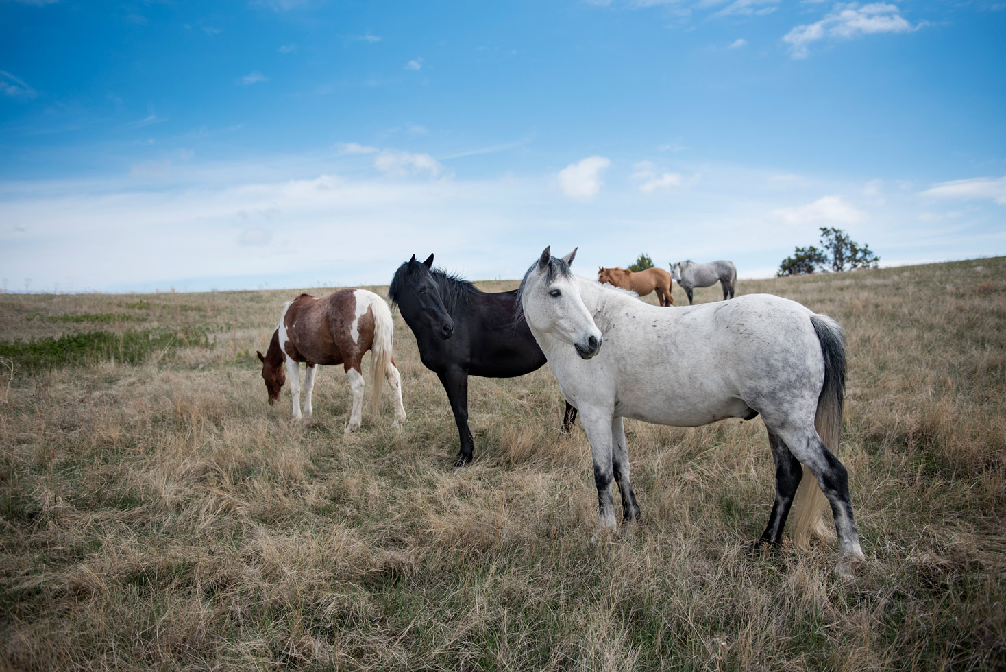 From the series: Gudrun Georges: Pine Ridge