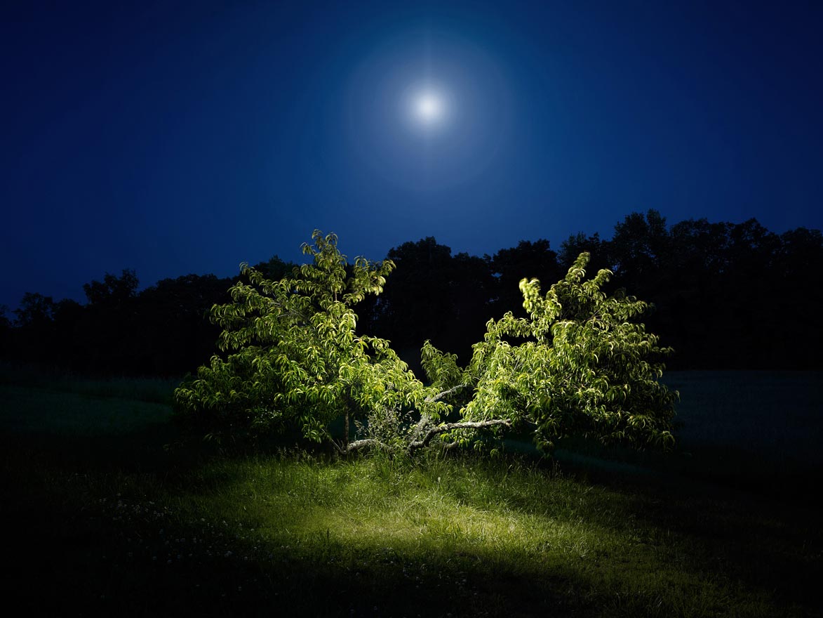 Peach Tree