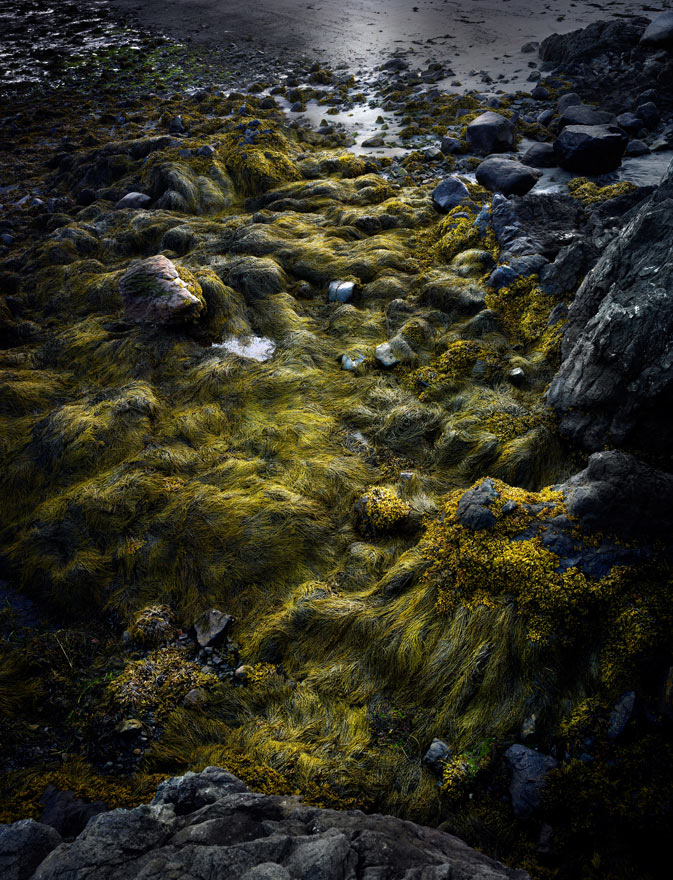 Seaweed, Maine