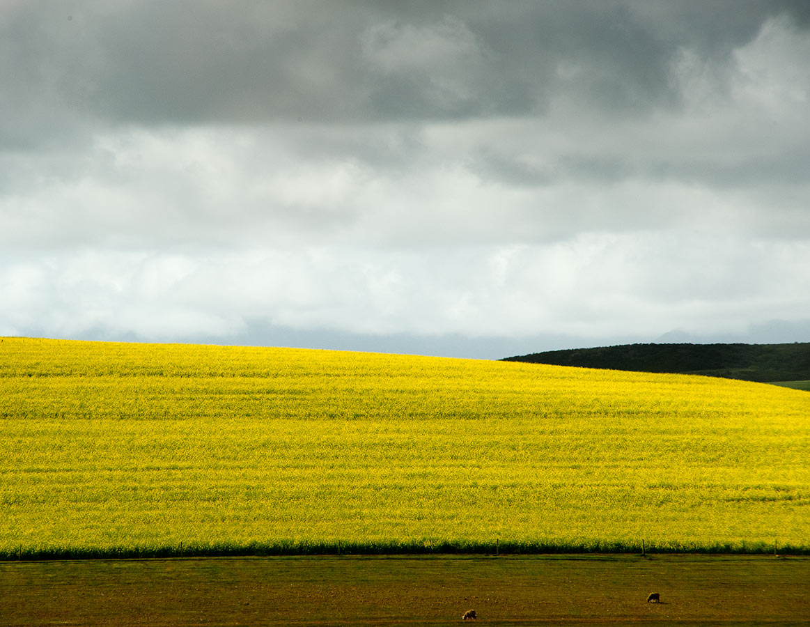 Farmland, Western Cape