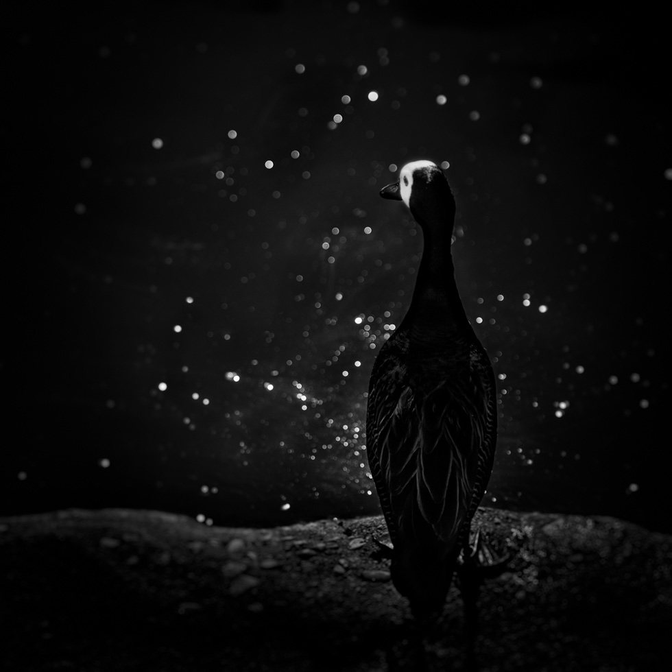 White-faced Whistling Duck