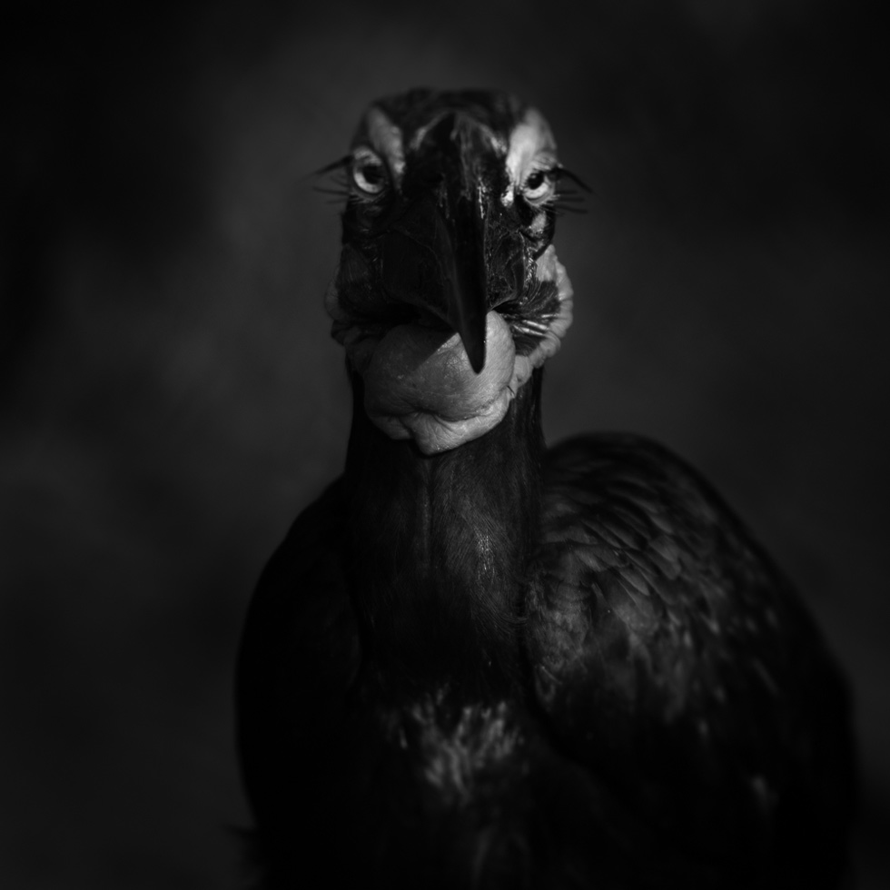 Southern Ground Hornbill