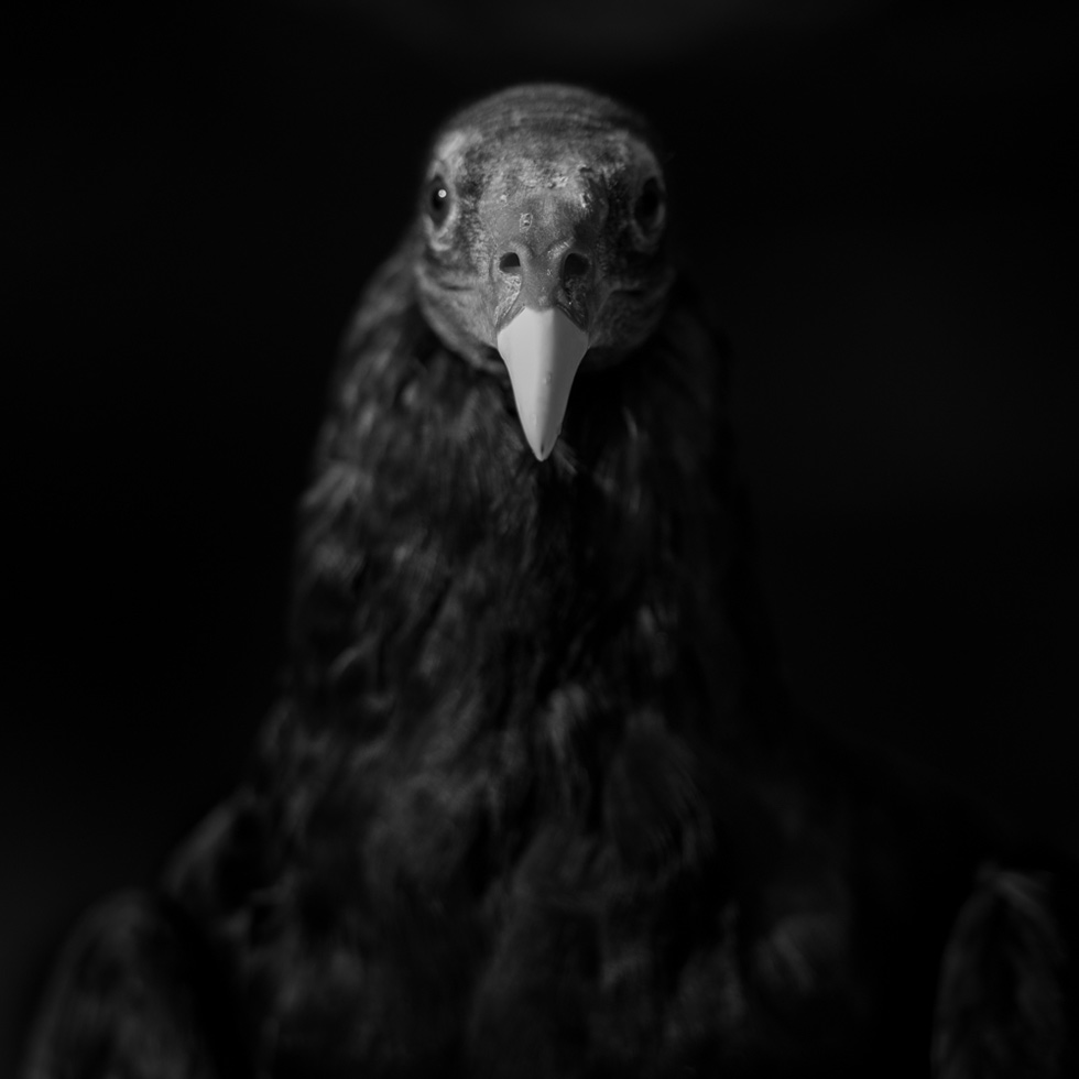 Turkey Vulture