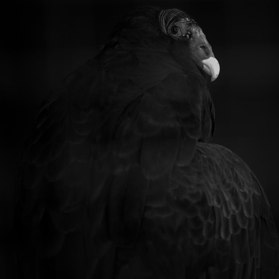 Turkey Vulture