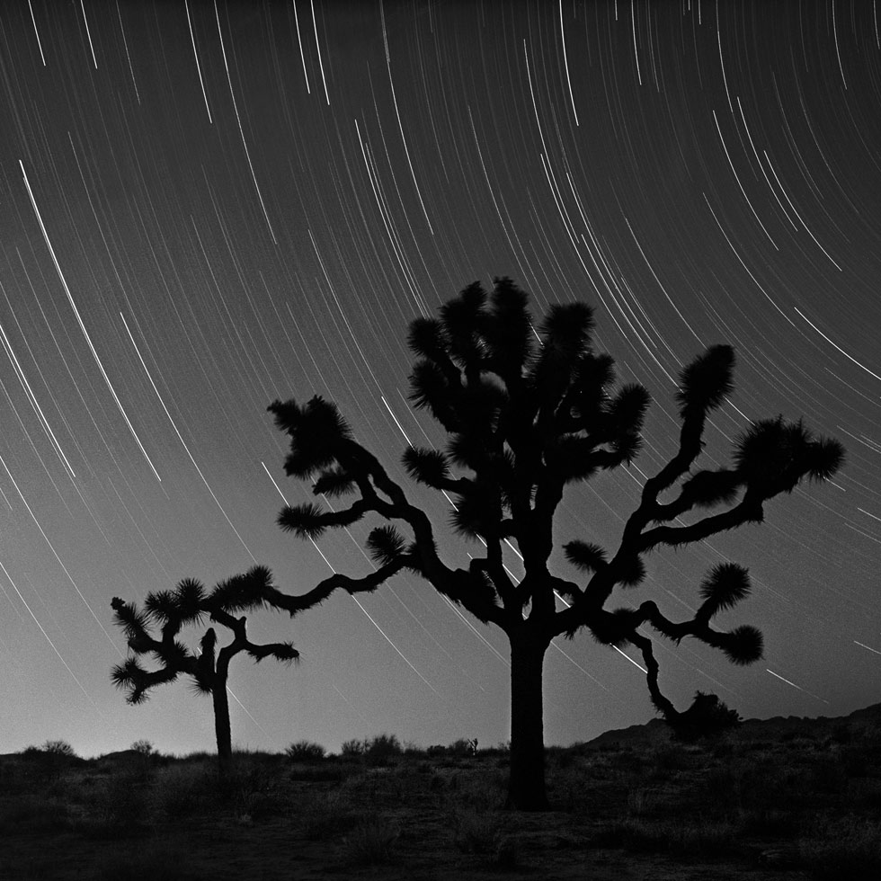 Star Tracks Over Joshua Trees