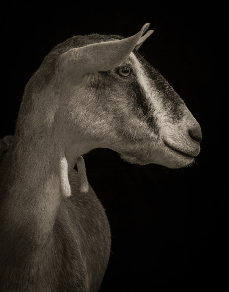 Rhiannon