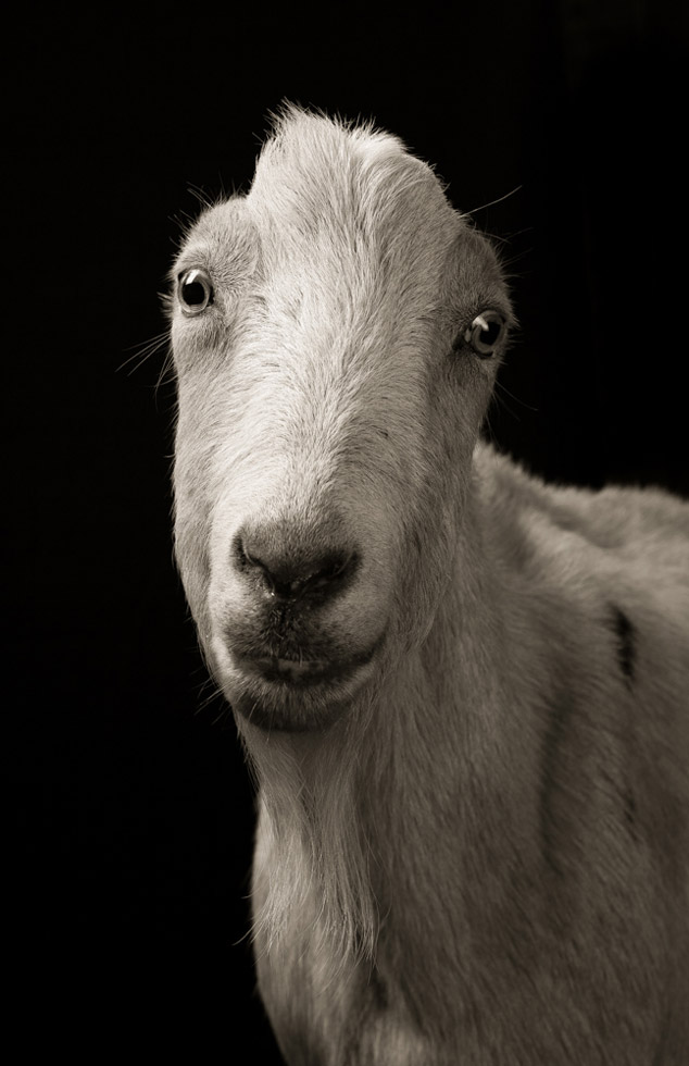 Carl