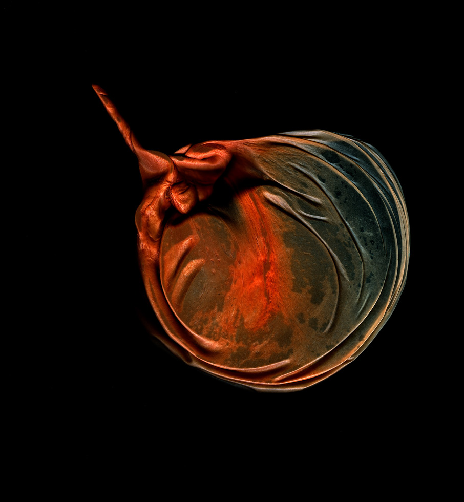 A New Life, Sea Creature #2