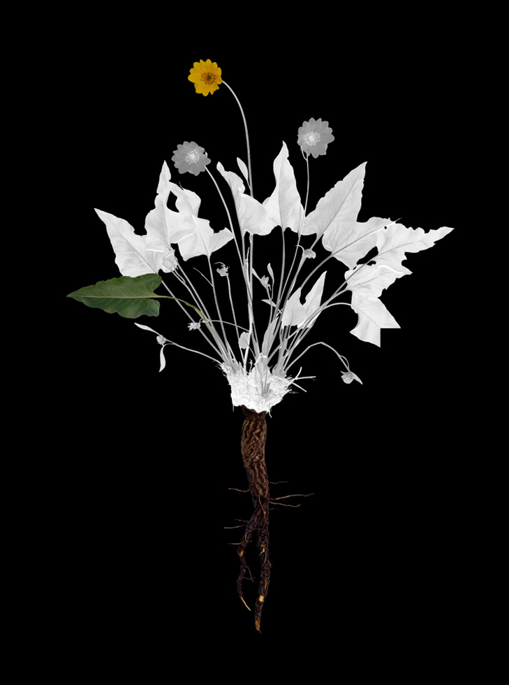 Arrowleaf Balsamroot