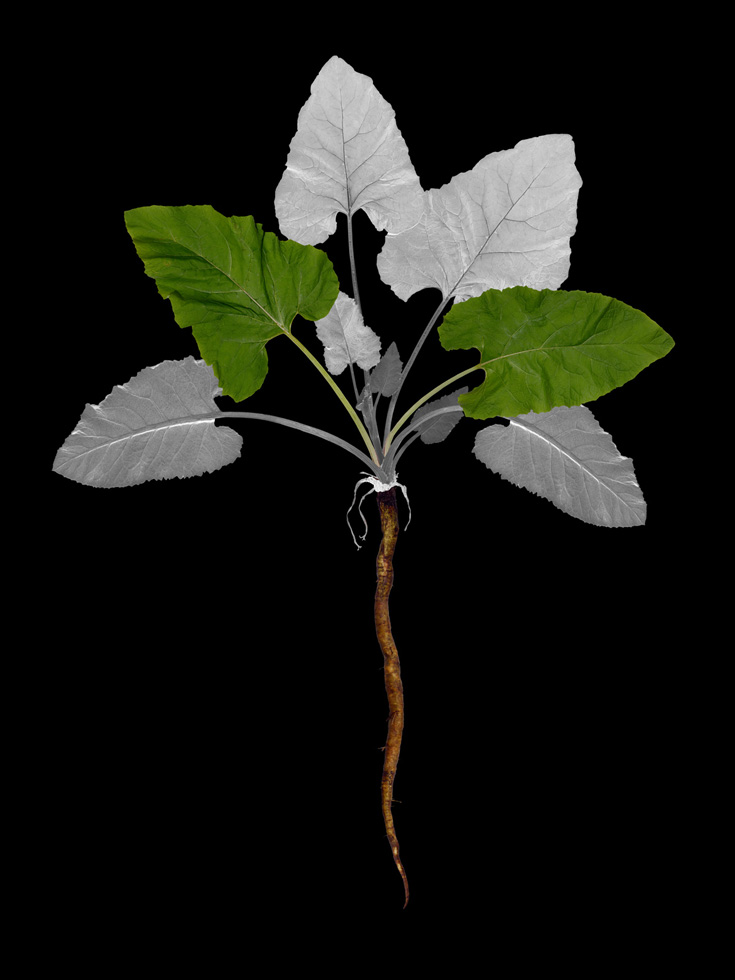 Burdock