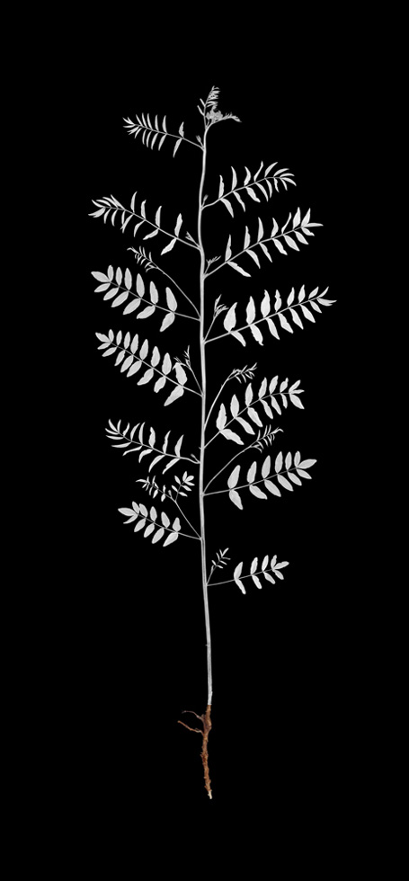 Wild Licorice