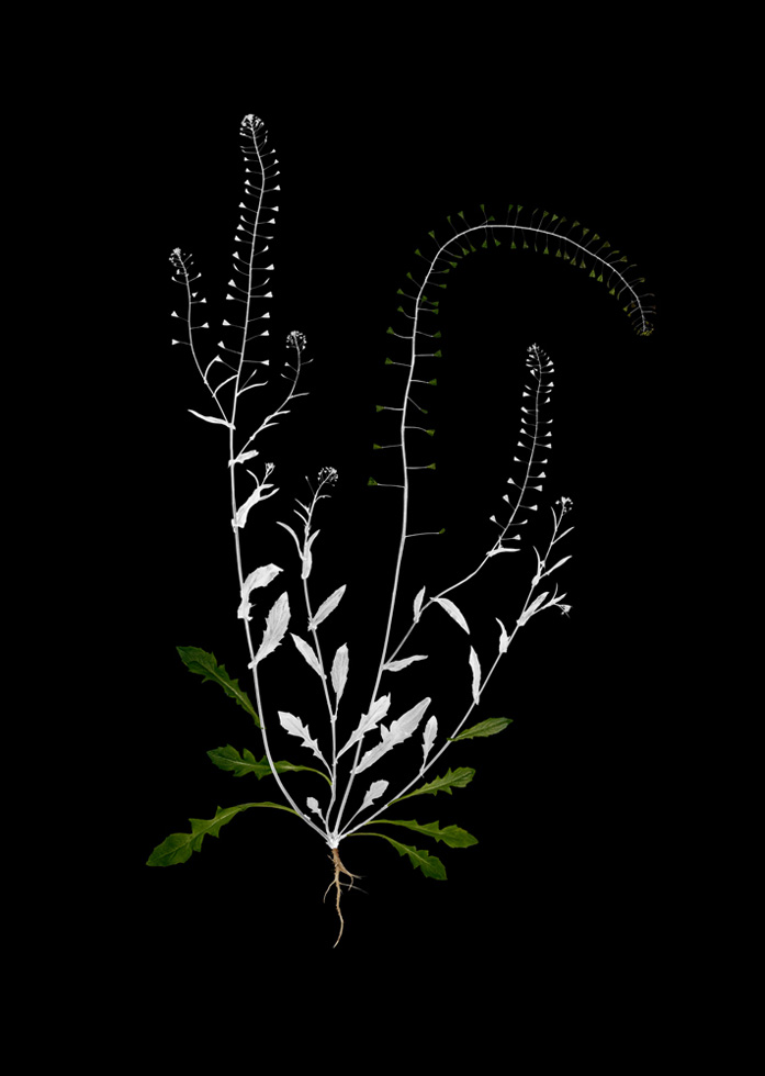 Shepherd's Purse