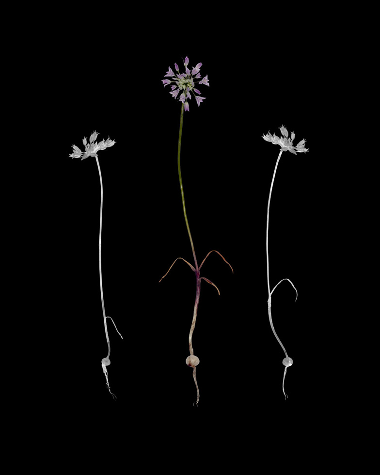 Wild Onion