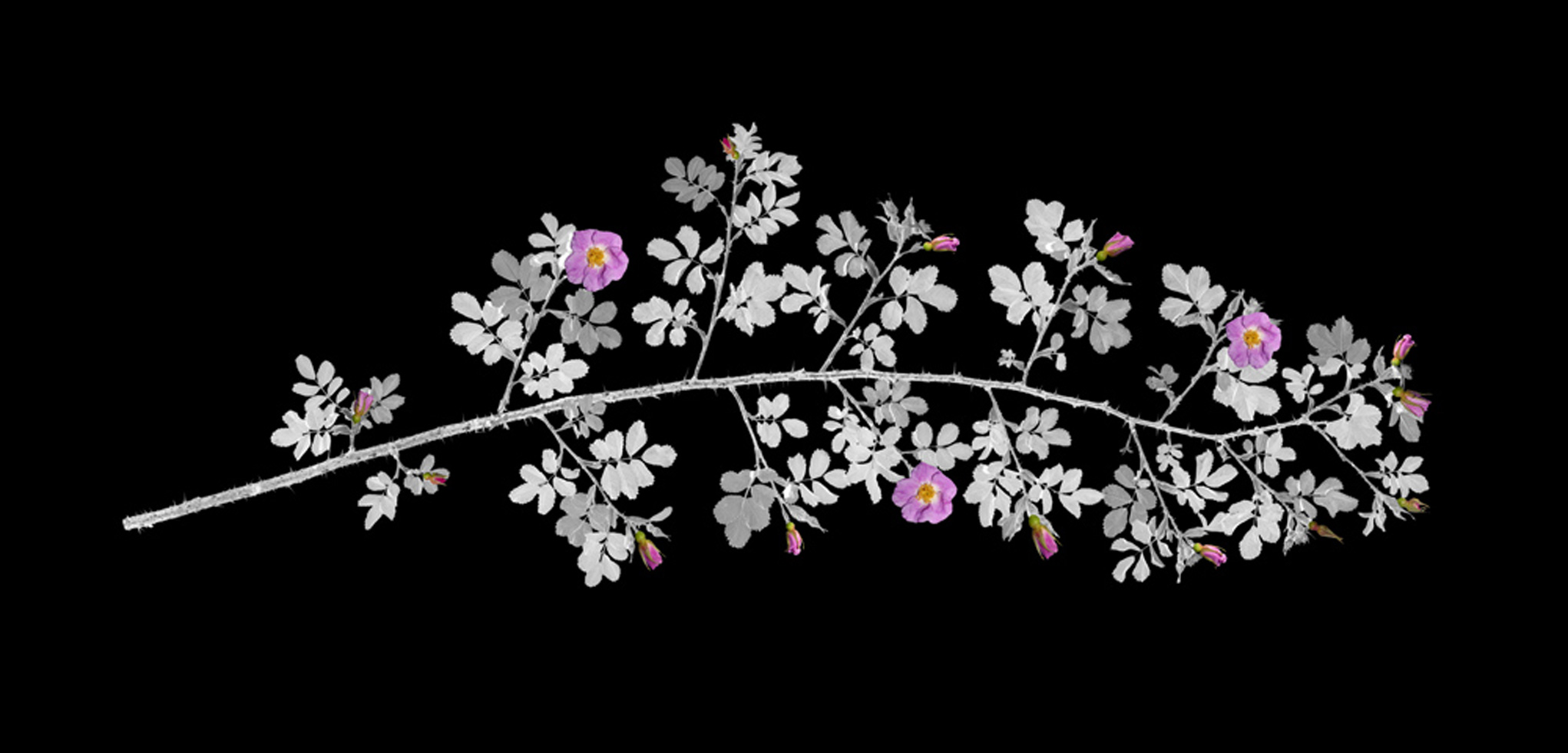 Wild Rose