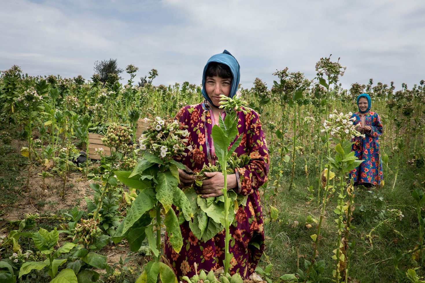 Harvesting tobacco.