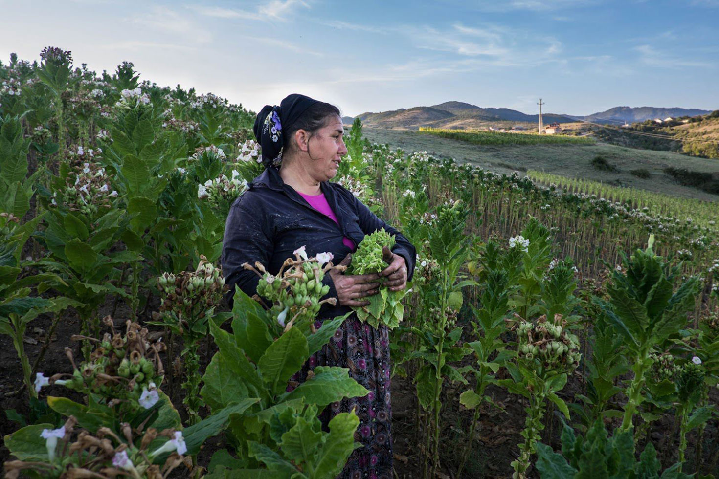 The Turkish Yörüks live in the eastern part of Macedonia. The Yörüks are referred to as nomadic tribes of Turkmen origin who had emigrated from the steppes of Central Asia to Anatolia, and from there, in several waves, settled the eastern part of the Balkans.