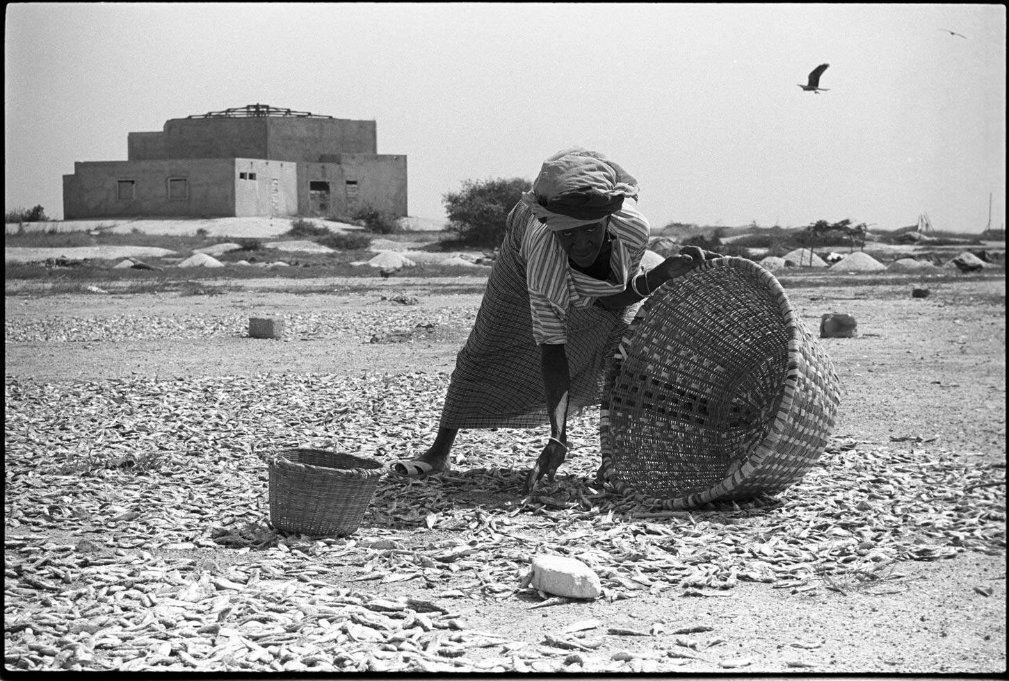 "If you are going to ask from God, take a large basket." Nigerian proverb

A woman dries fish on the beach to sell in the market. The women formed a cooperative to build a fish-processing center where they can dry fish in a more sanitary way and increase their production. 

Mbao, Senegal, 1988