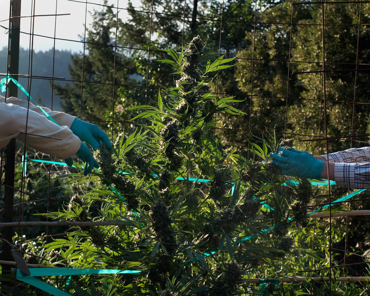 The first time I entered this world, I was totally ignorant to pot farming, and riddled with judgment. It took some time for my outsider eyes to adjust to see what was all around me - behind locked gates and camouflaged cabins, past generators and barking dogs, protective firearms and diesel trucks - but also to gain the trust of the community.