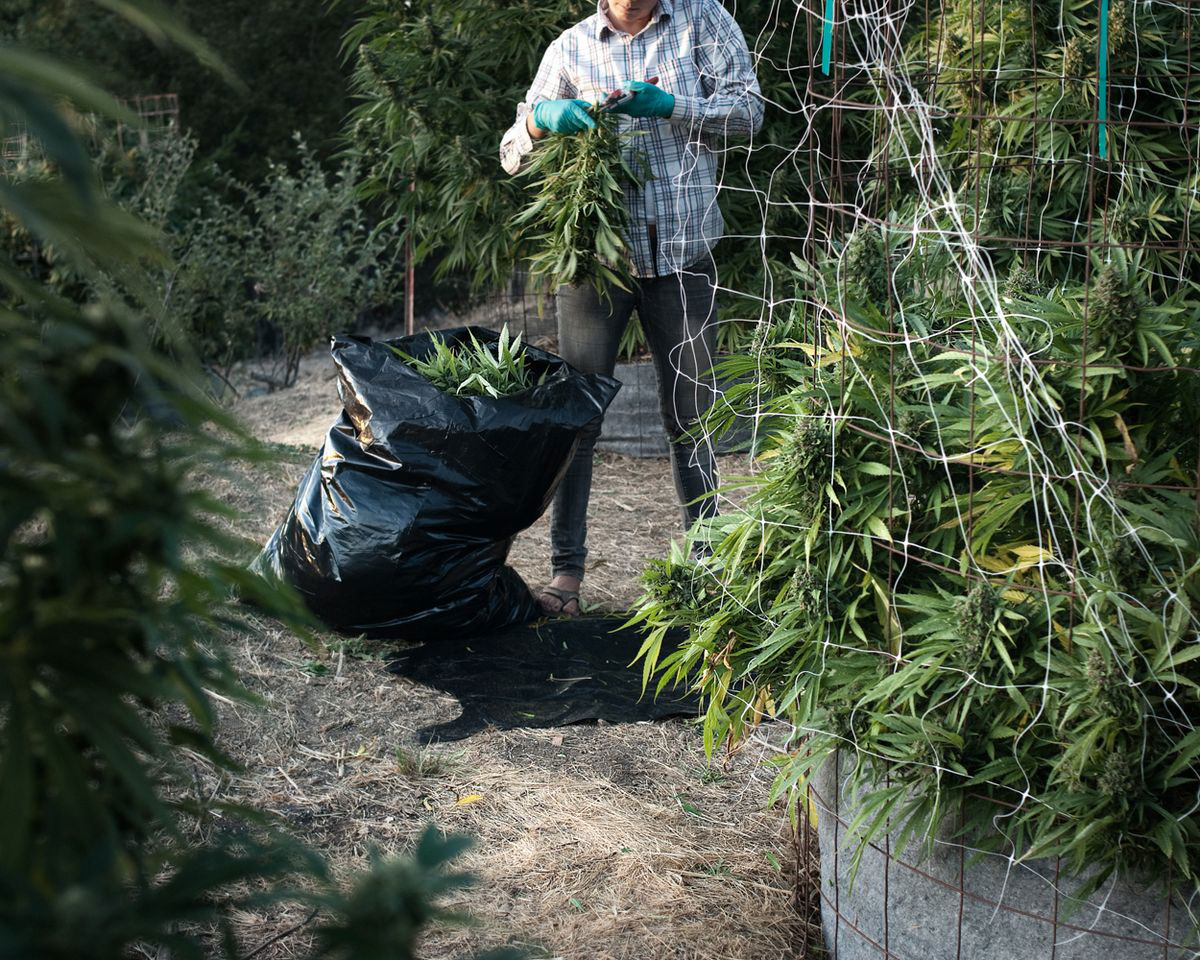 From the series: H. Lee: From farm to table