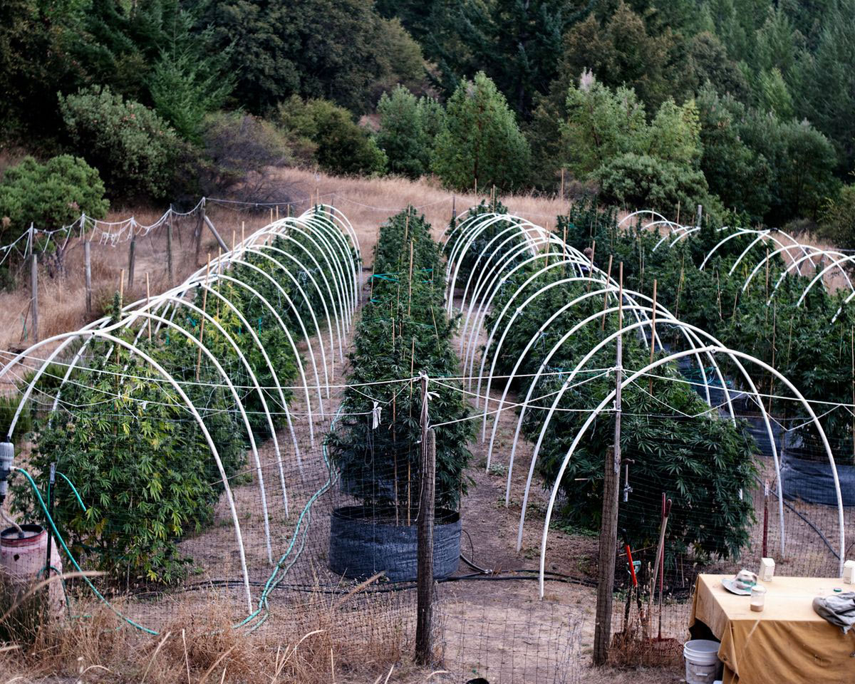 To the initiated, there are signs, as clear as the highway billboards offering hydroponic paraphernalia, medical cannabis consultations, trimming solutions and turkey bags in bulk.