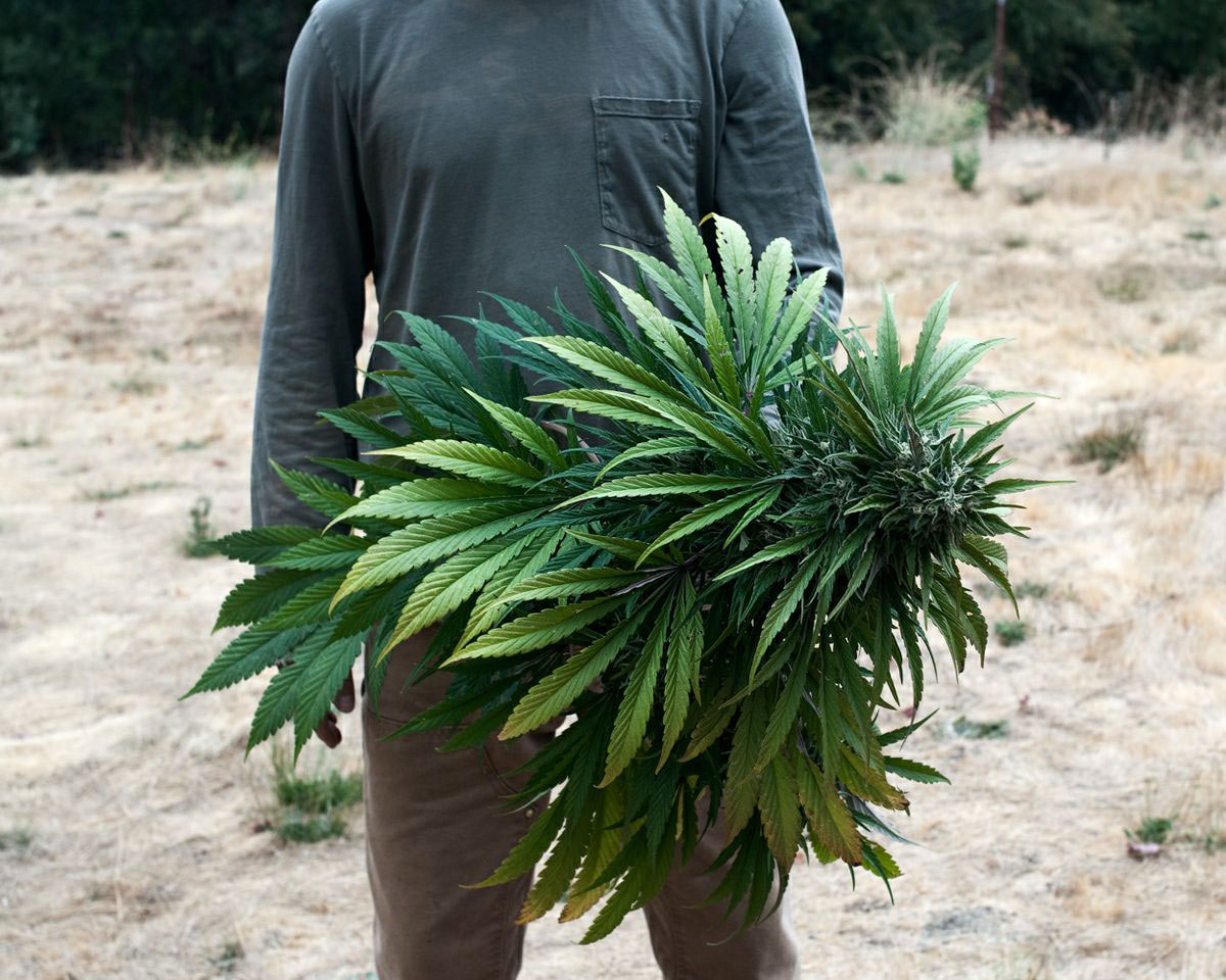 These services are welcome flags to cannabis country, where droves of marijuana growers, both indoor and outdoor, hide in the hills and make their living.
