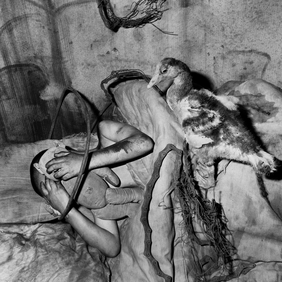 Companion, 2006