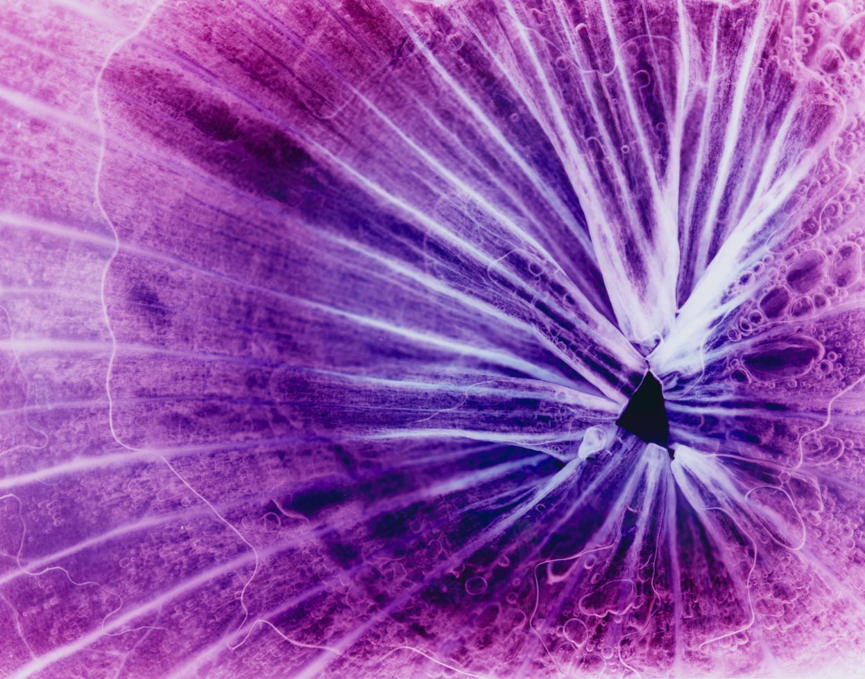 Onion