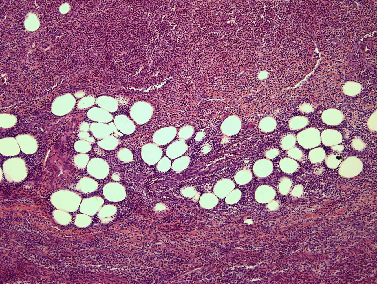 Appendix, 40x