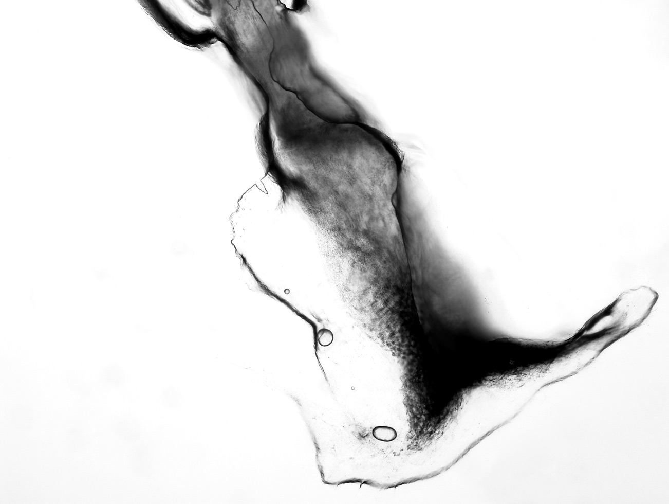 Hair, 40x
Self Portrait