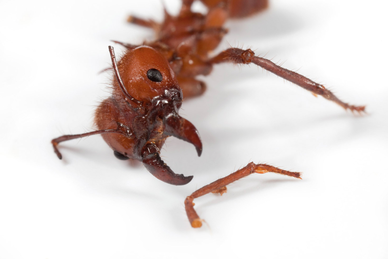 From the series: Catherine Chalmers: Leafcutters