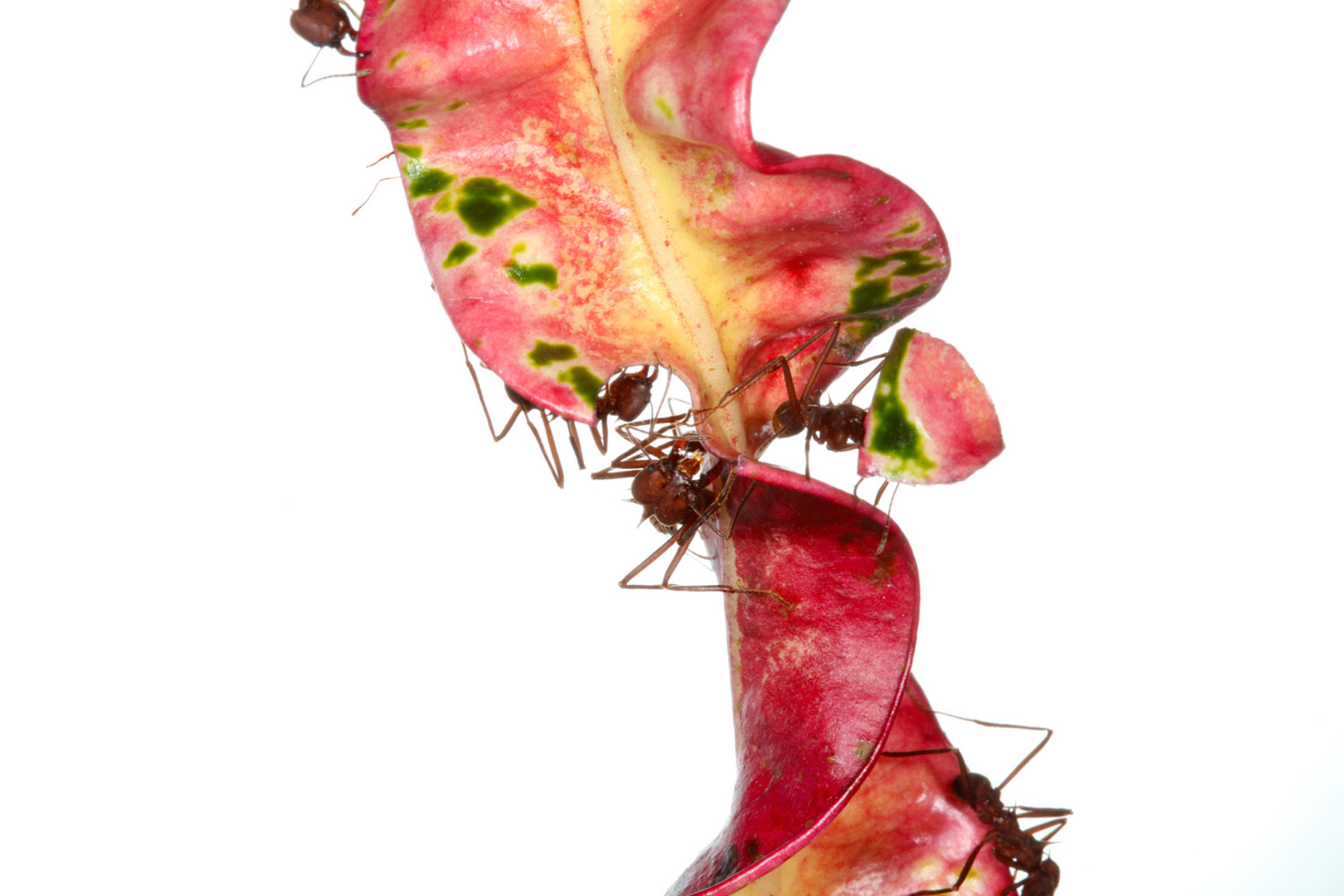 "I am also drawn to their beauty, which is characterized by delicate legs, bulbous body parts, and spiny armor."