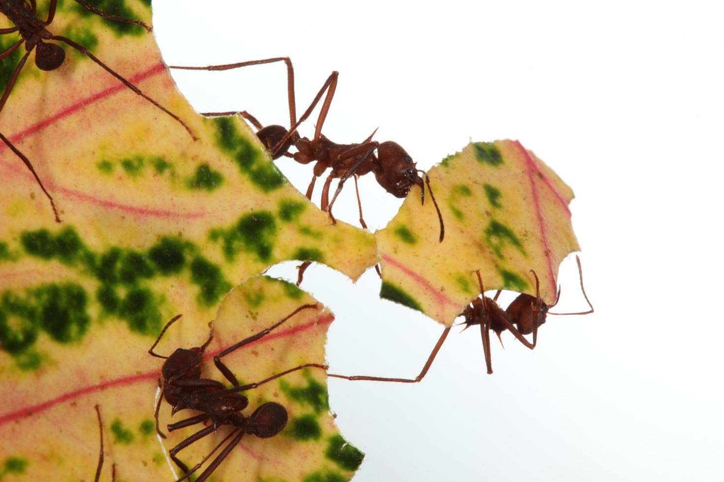 "The aesthetics of the video and the photographs were determined by the particular plant the colony chose. I offered them more than a dozen plants they are known to like and they refused them all, except this one."