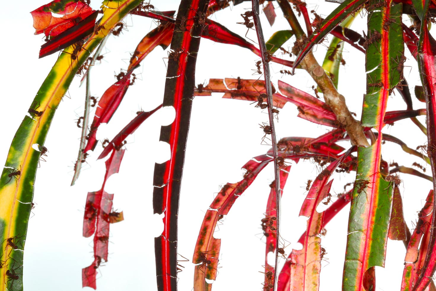 Catherine Chalmers began the year with a new photo and video project. "Leafcutter ants inhabit the Neotropics, live in large underground colonies, have sophisticated communication, well organized division of labor, and are agriculturalists, skillfully cultivating their own food."