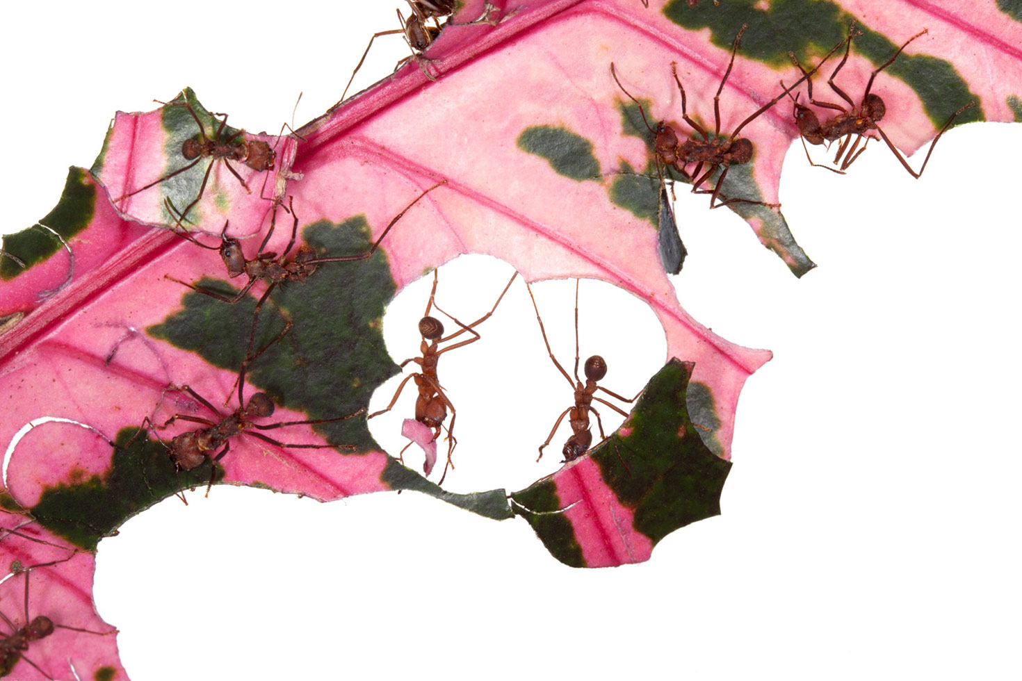 "Ants have eerie parallels, on many levels, to Homo sapiens, and this is one of the main reasons I am drawn to them as the focus of my work for the next several years."