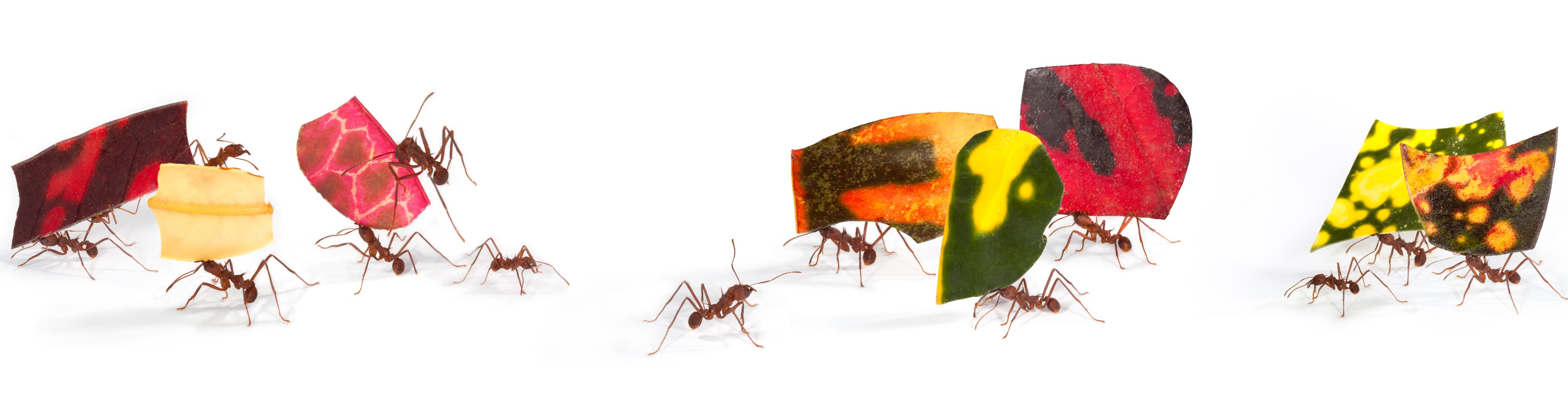 'Ant Works'