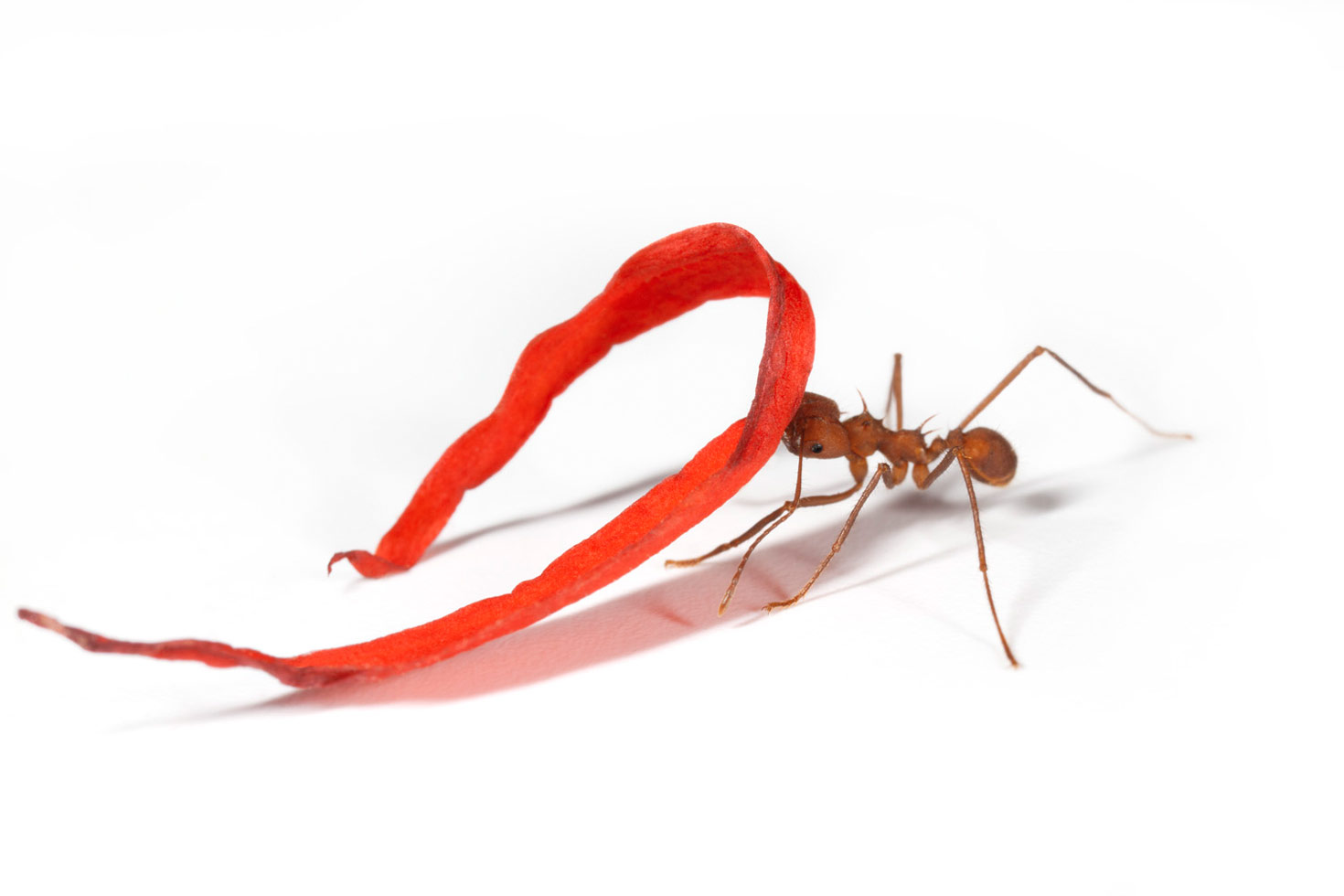 From the series: Catherine Chalmers: Leafcutters