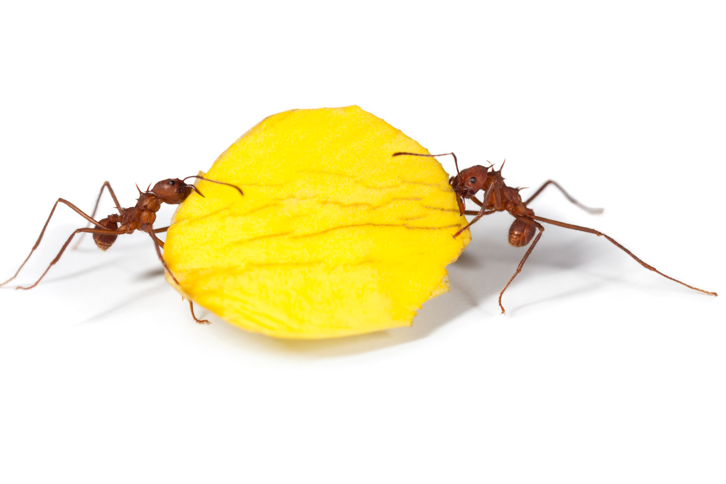 'Offerings'
"Leafcutter ants usually carry green leaves. For this video and photo series I wanted the parade of ants to resemble a ritualistic procession, similar to a Balinese festival where special offerings are brought to honor a god."