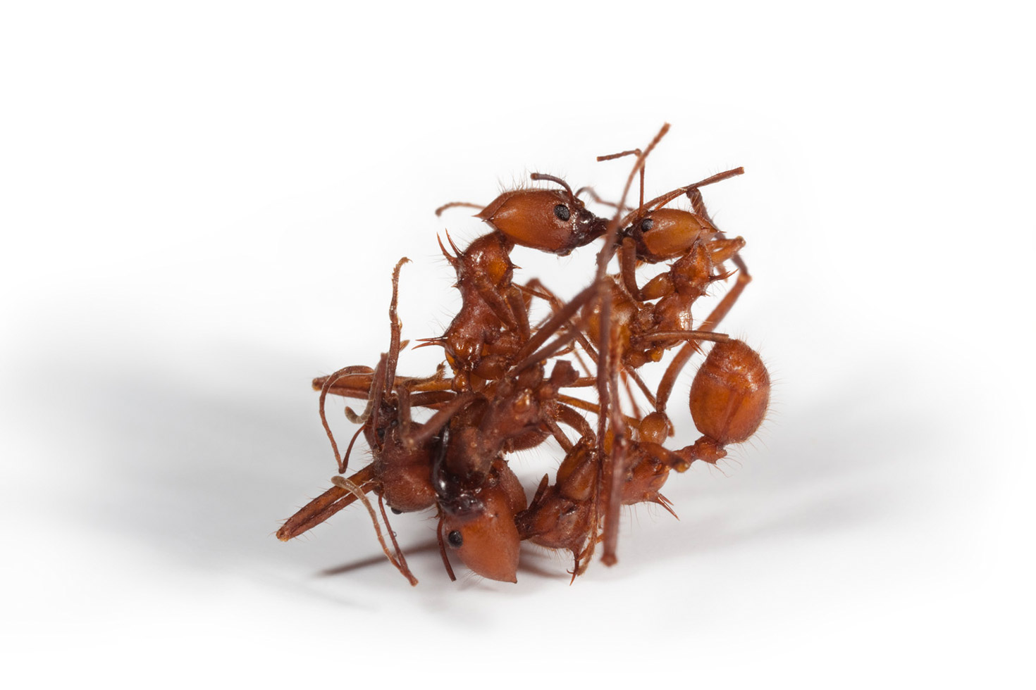 From the series: Catherine Chalmers: Leafcutters