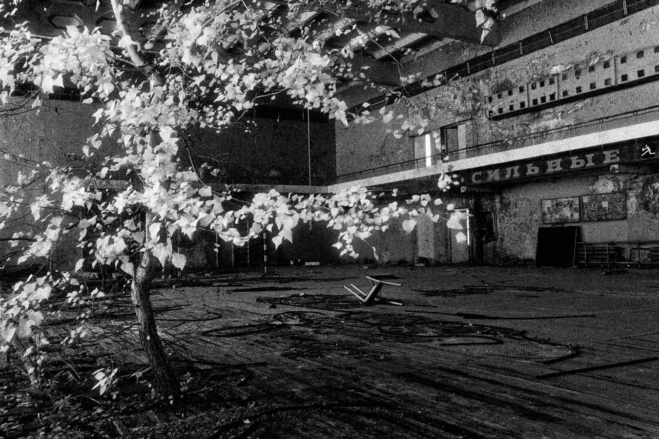 Around the city toxic radiation is still above the base level found in places like Kiev, but nature still finds ways to survive and in some cases, flourish. This tree growing through the damp wooden floorboards of the sports hall showed how this slow battle of territory is being fought.