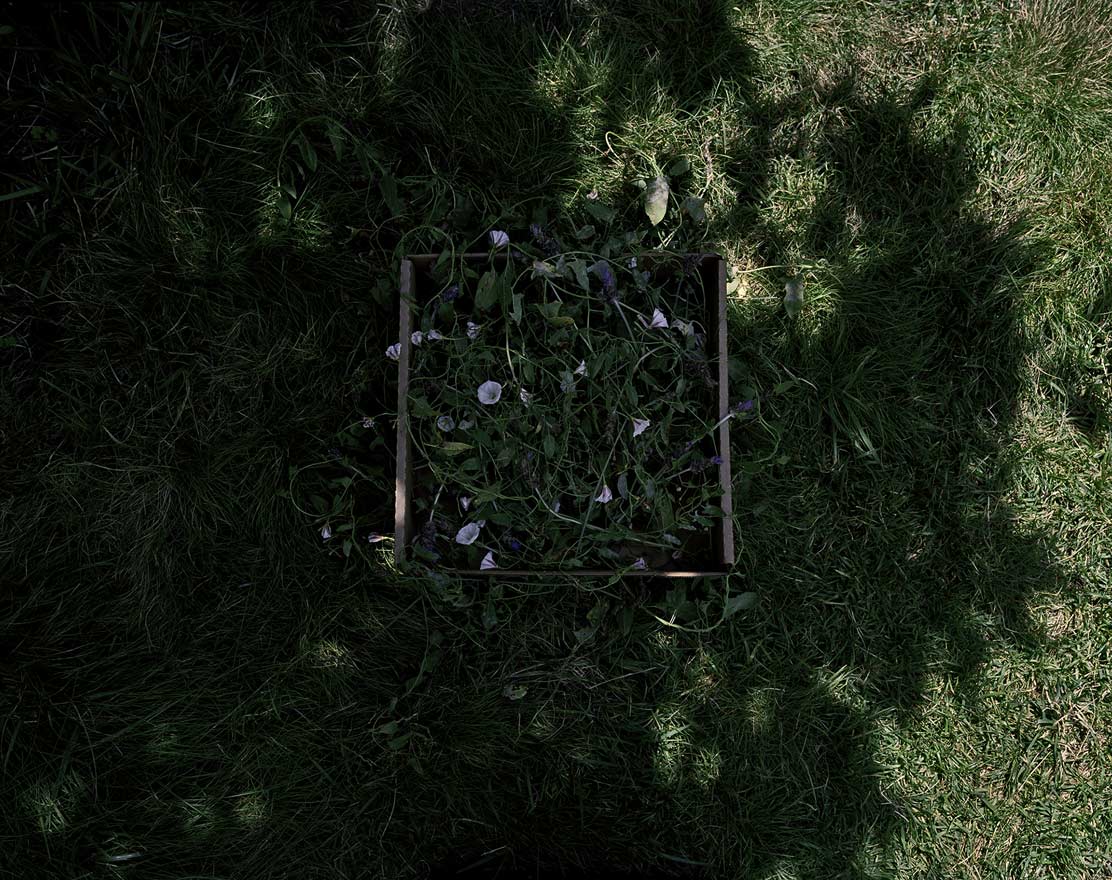 Wild Morning Glories and Lavender with Shadows, 2009