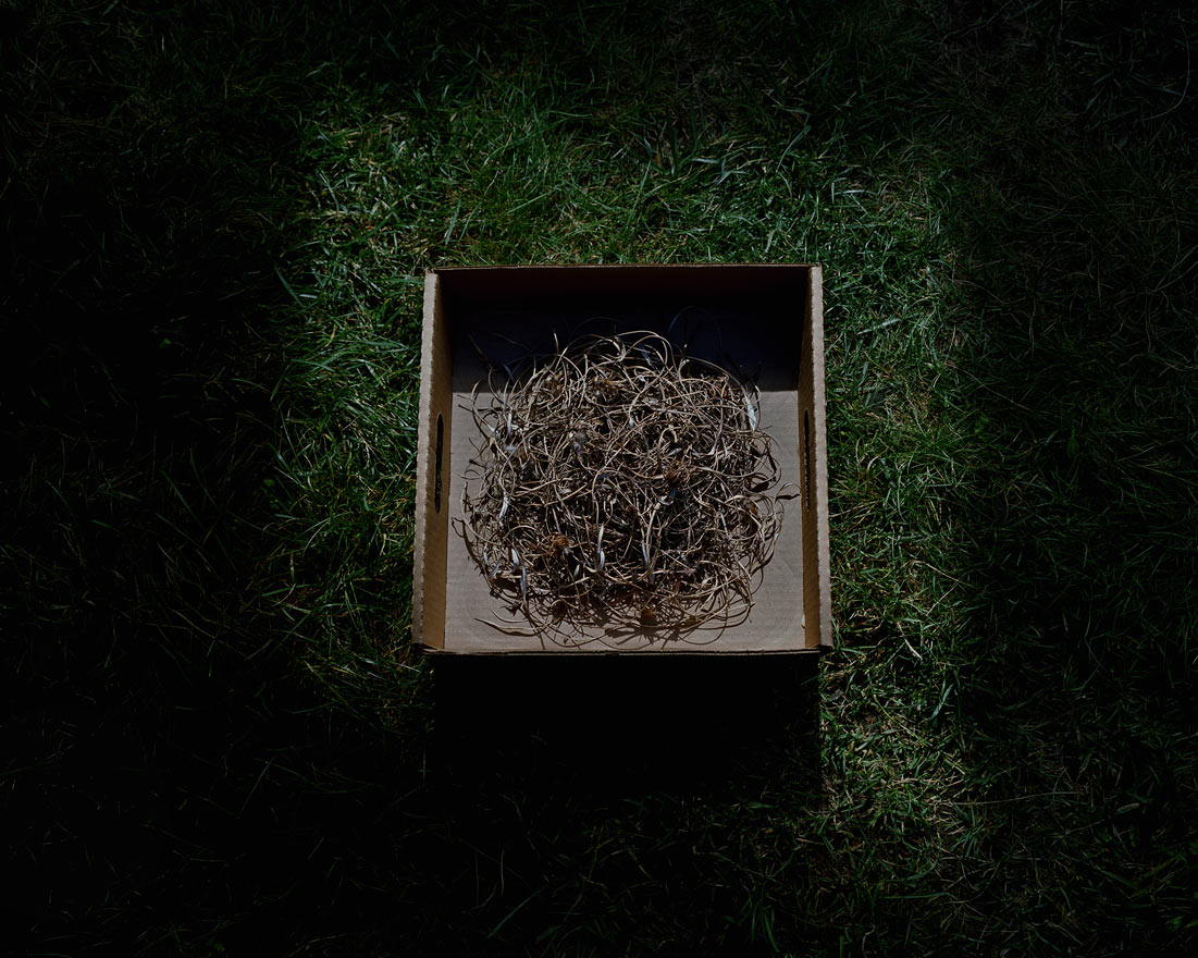 Gazania Tangle, 2008