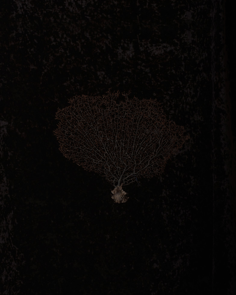 From the series: Sunjoo Lee: Black Memorabilia