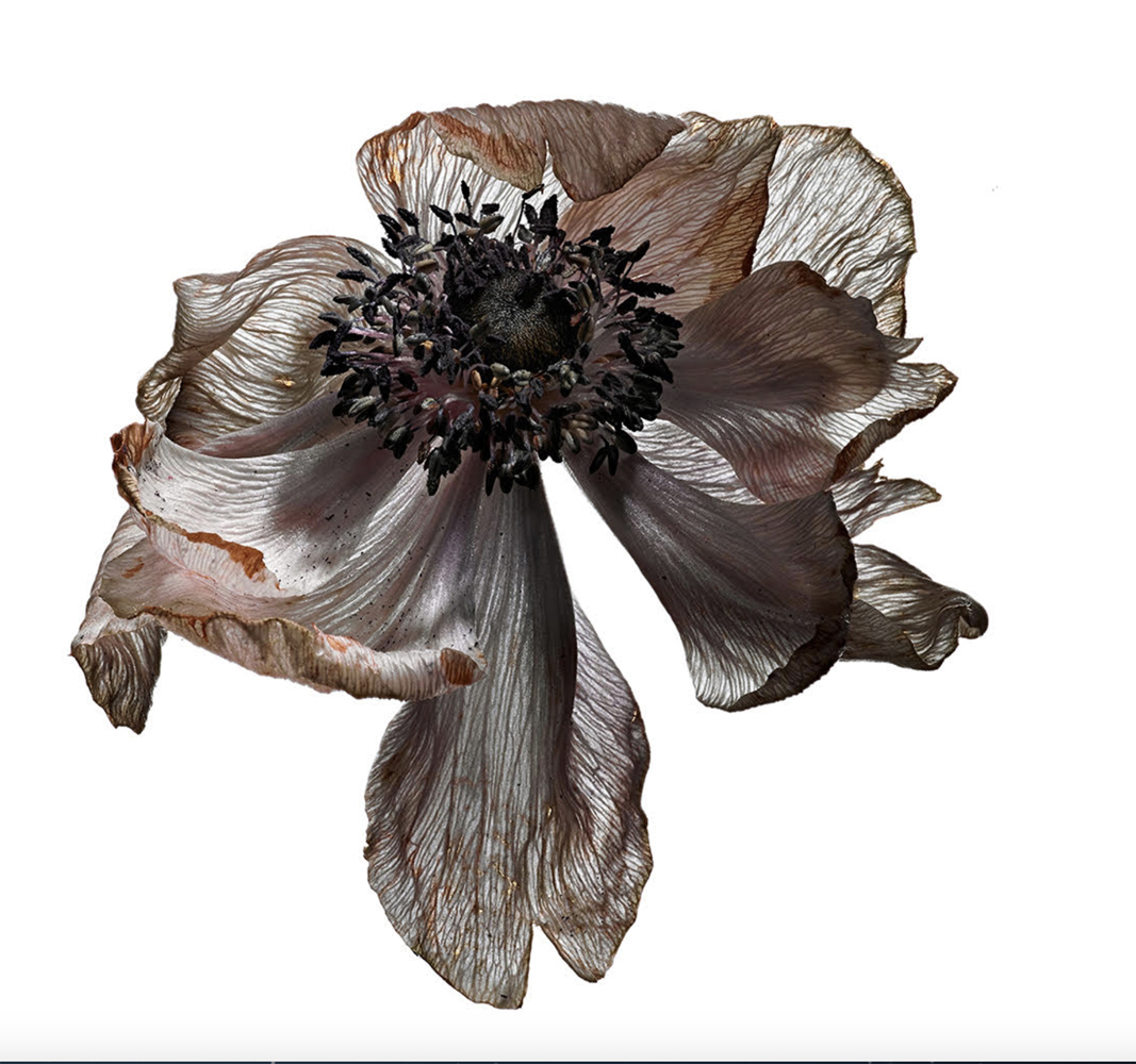 SOLD David Lewis Taylor: Poppy. 11x14", signed. @davidlewistaylor