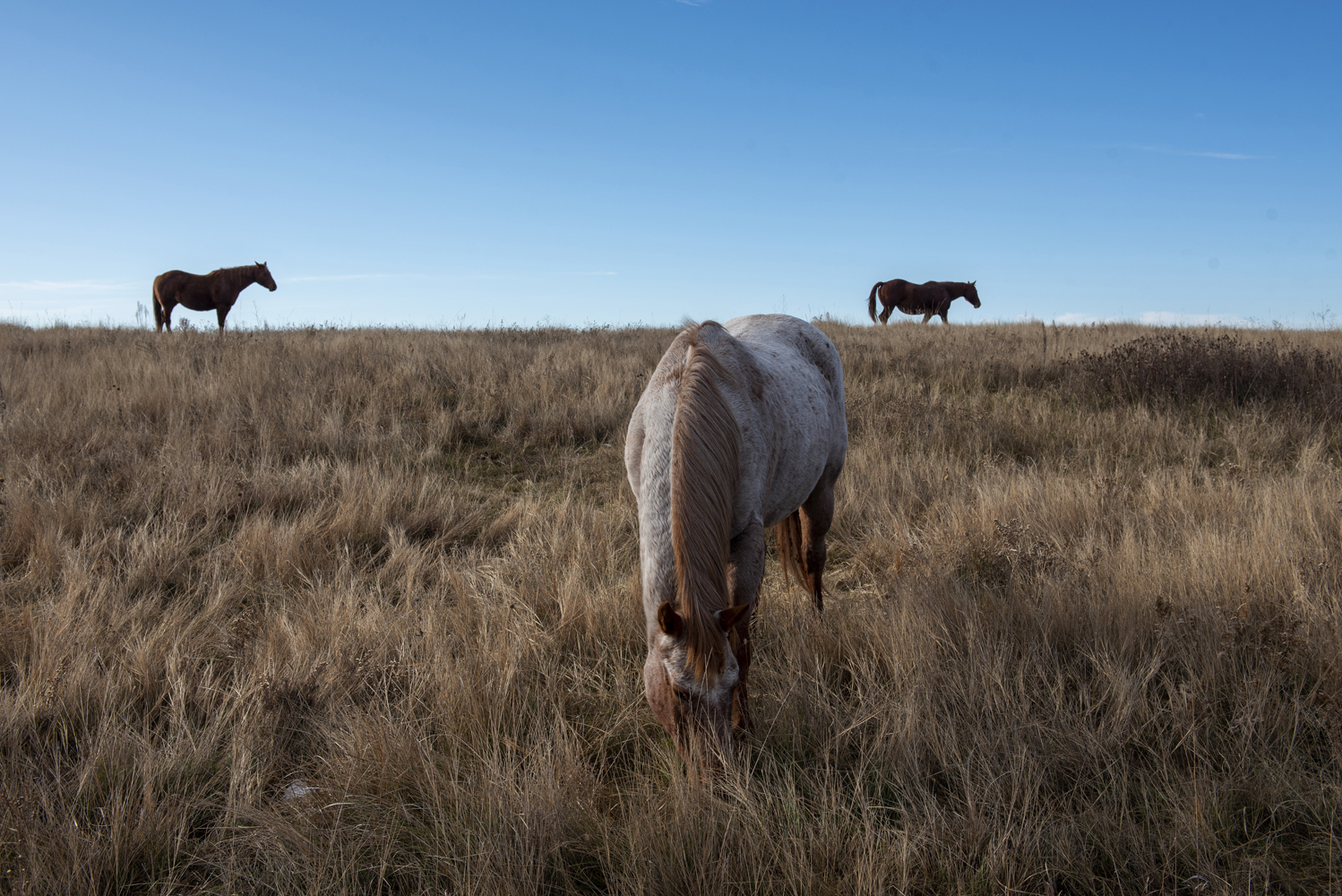 SOLD Gudrun Georges: Horses. 11x14", signed. @gudrungeorges